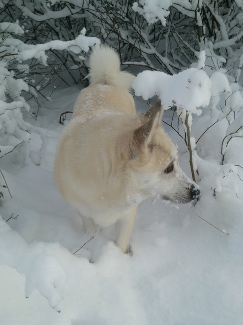 Niki heeft net zitten graven in de sneeuw :P