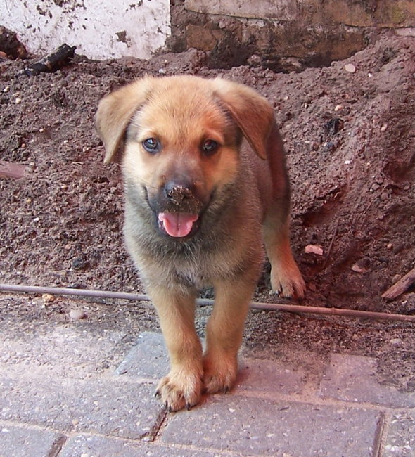Zomer 2009, de eerste weken thuis. 
Boeven in de tuin!