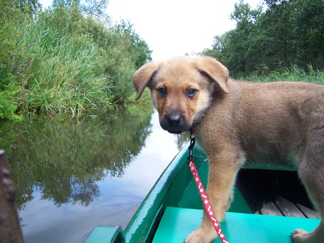 een boot tochtje maken in De Weerribben