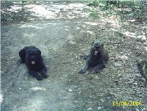 murp en niza samen in het bos<2006>