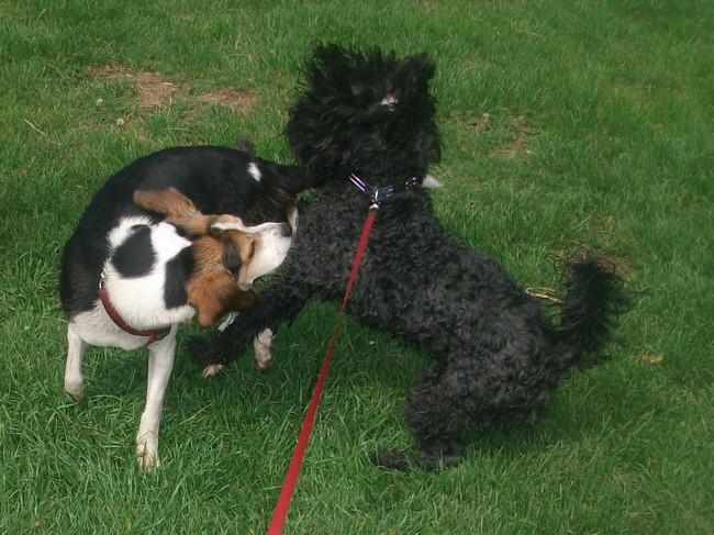 bounty wordt even op zijn plaats gezet door roxy (girl power)