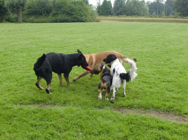 Allemaal achter de frisbee aan