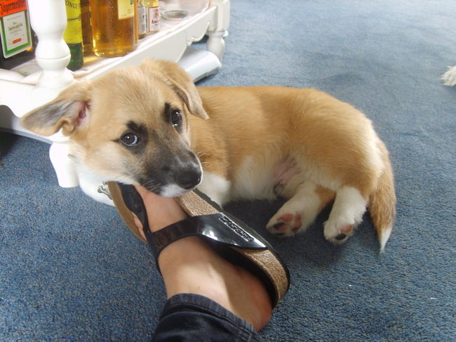 midas ligt aan mijn voeten :)