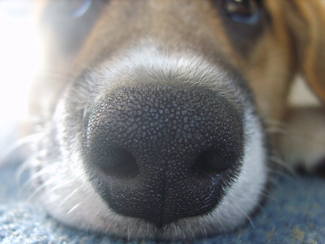 midas zijn puppyneus :)