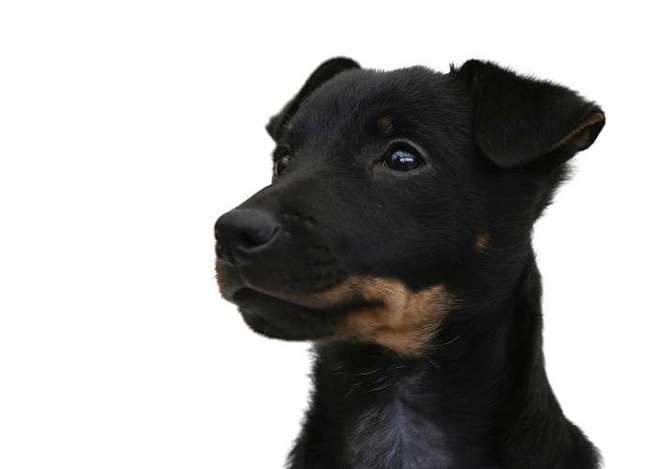 Foto shoot Dana als pup