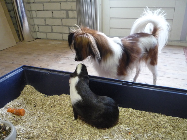 Hij vindt de cavia lief en interessant en andersom ook.  