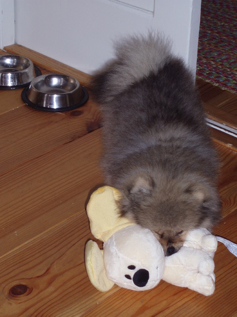 Spelen met Pip van Woezel&Pip