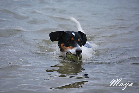 Maya's grootste hobby: Zwemmen!