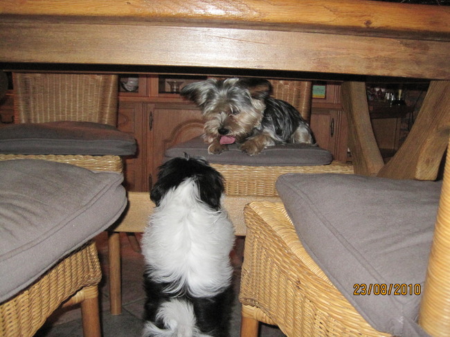 Boyke wil spelen met Benji