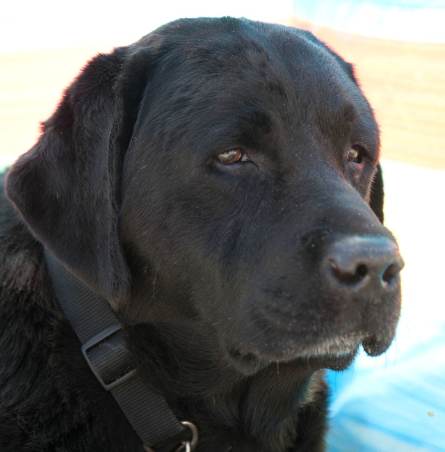Even een korte kennismaking: dit is Floris, negen jaar oud. 
Een geweldige hond, die niet graag alleen is en ontzettend geniet van lekkere wandelingen in het bos of op het strand.
