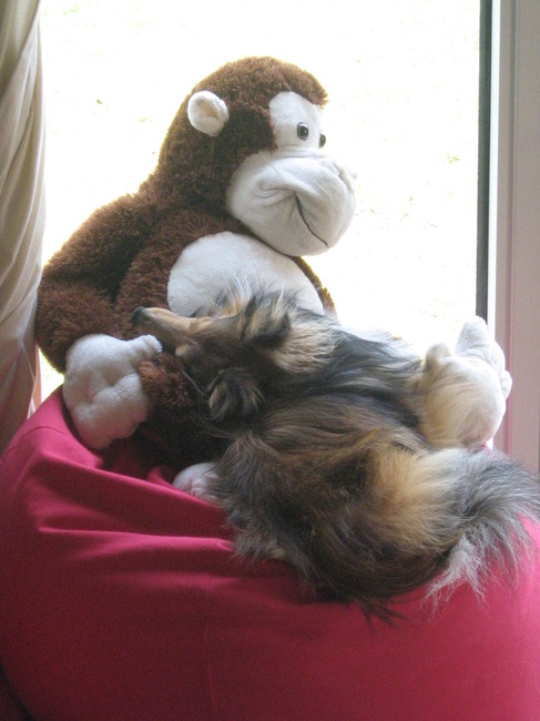 zitzak die ik voor de kindjes had gekocht was na een uur in beslag genomen door hem :-)