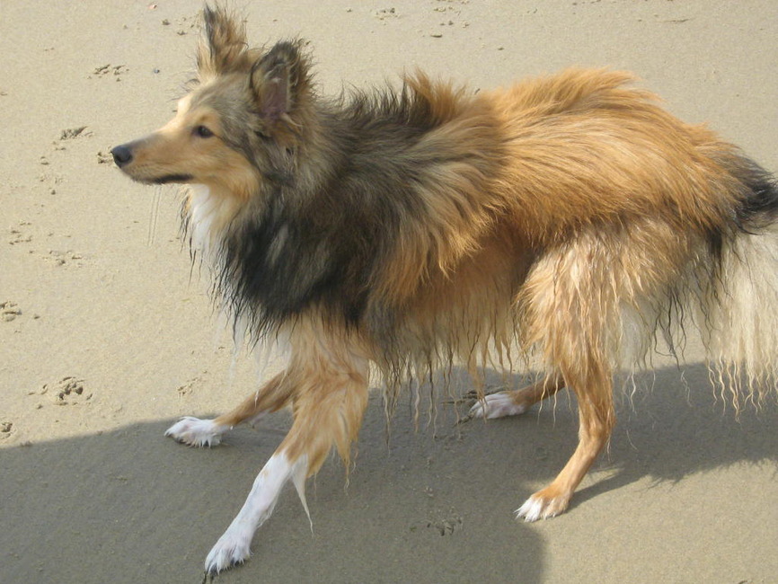 zand-zout-zee hondje klaar om achter zijn balleke te gaan