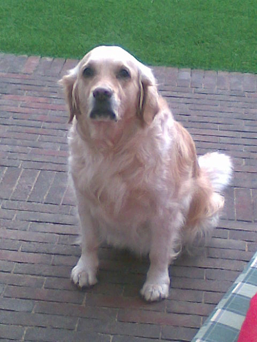 Onze Jessy...6j op deze foto