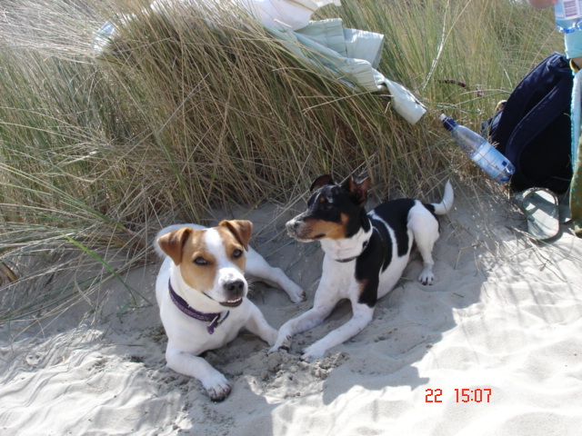 Op het strand met de honden 