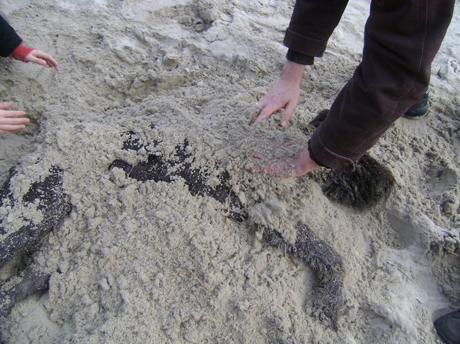 fester had in wat poep gerold en toen moesten we hem schoonmaken met zand :S