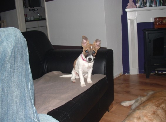 Luna weer op de bank