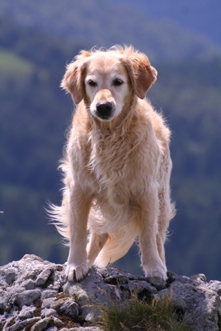 Miss Sybel from the Golden Arrow