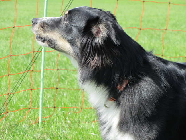 'ik bewaak de tent wel'