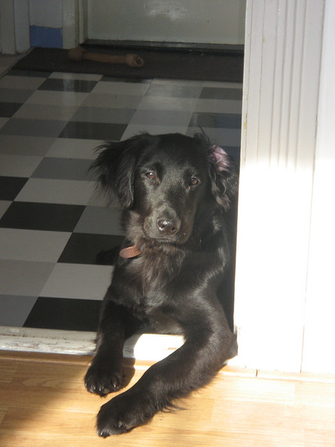 Luca in 2010. Mijn moeders hond