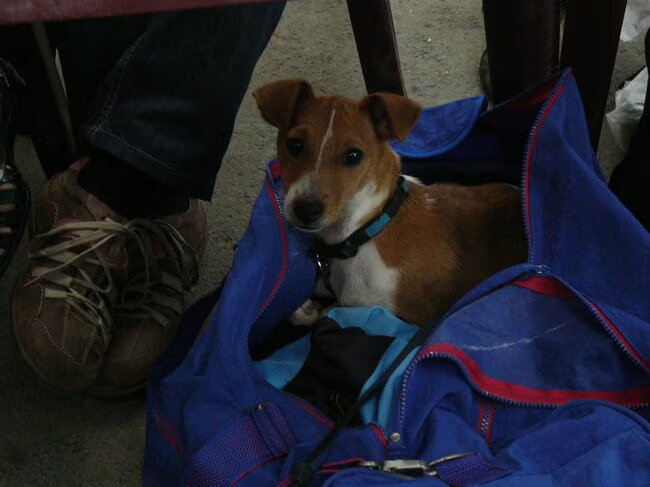 Dit is het hondje van mijn zoon(Paygo)die was gaan liggen in de voetbal…