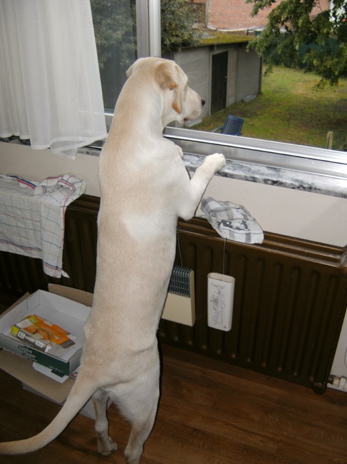 Door het raam kijken