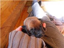 dit is onze mike.
wat een schatje