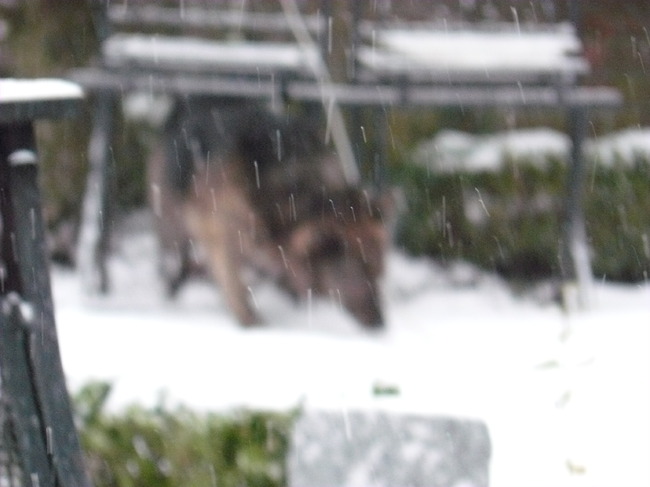 Laika is gek op de sneeuw, het is bijna jammer dat de winter zo kort duurt! altijd rent ze als een speer door de sneeuw, en hapt ze er in, en ze is helemaal gek op rollen in de sneeuw! hihi