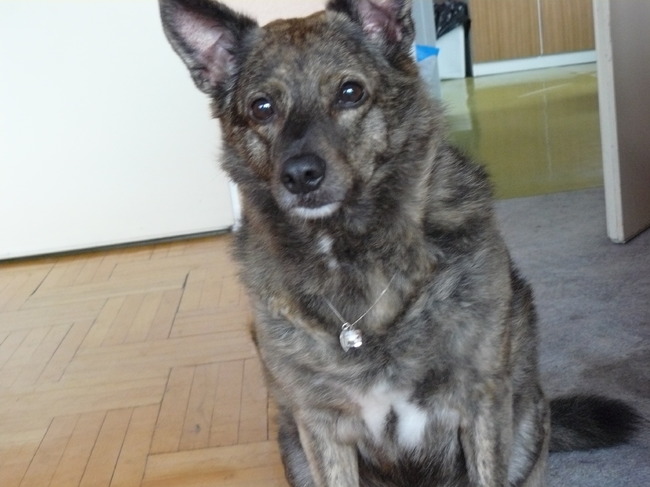 Laika met een keting om. 