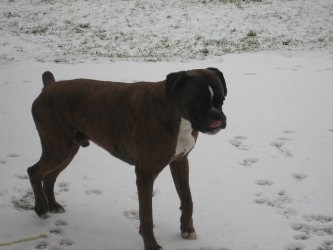 Lucky in de sneeuw