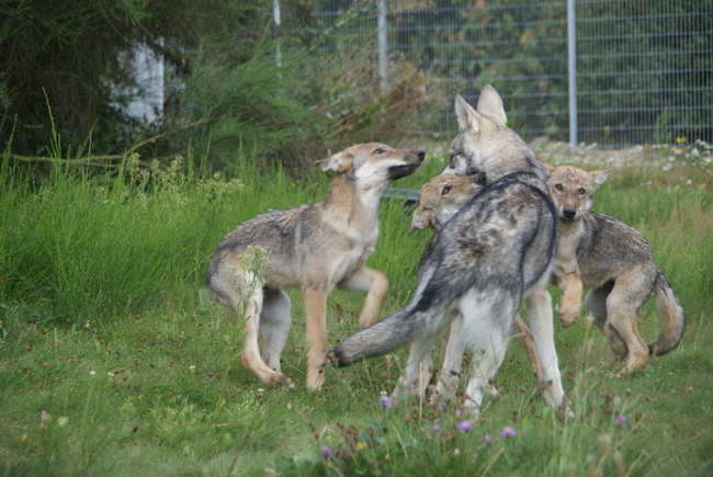 Saarlooswolfhond met 3 wolf puppies