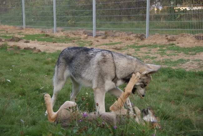 saarlooswolfhond met 3 wolf puppies