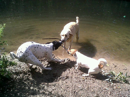 Beer, Jojo en Bobbie, Bobbie wint!