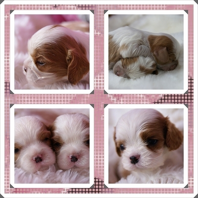 Binky met zijn broer en zusjes