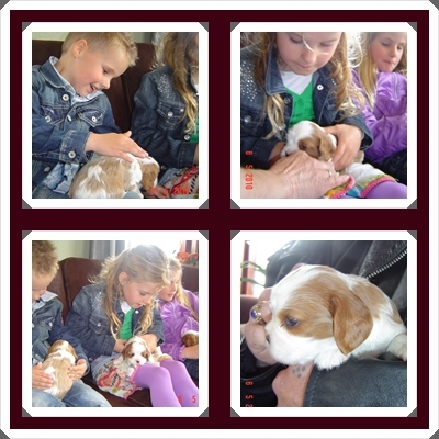 Het was niet zo moeilijk om er 1 te kiezen we wilden een reutje dus de keus uit 2 was Binky