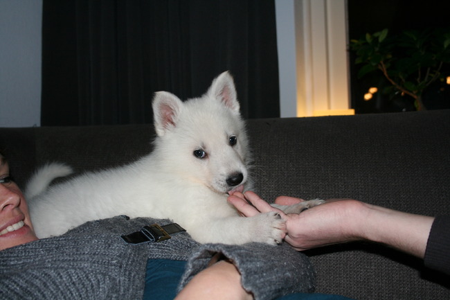 Snow is hier bijna 7 weken. Dit is zijn eerste dag bij ons thuis.
