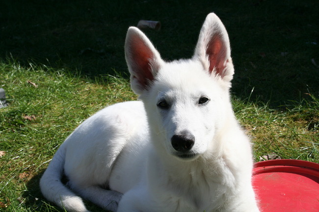 Hier is Snow 3,5 maanden