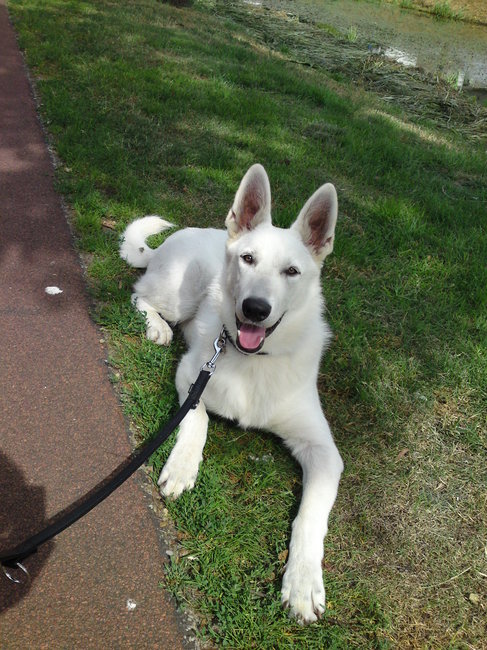 Hier is Snow bijna 8 maanden