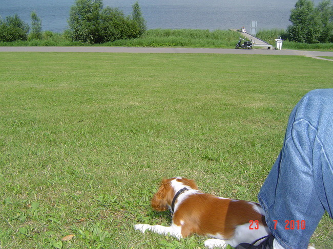 We moeten nog even wachten tot we naar het strand mogen .Wat 1 oktober mogen pas honden op het strand .ik geniet hier even van me mooie uitzicht over het meer.