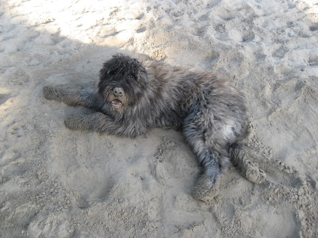 ben geen hond,ben een zandhaas