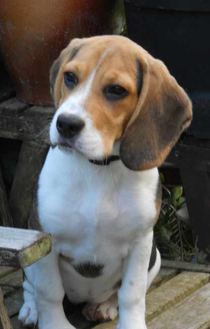 Zazou op haar troon thuis!