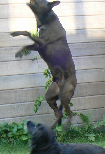 Oud edoch elastisch! (Tairo 2007, 8 jaar oud)