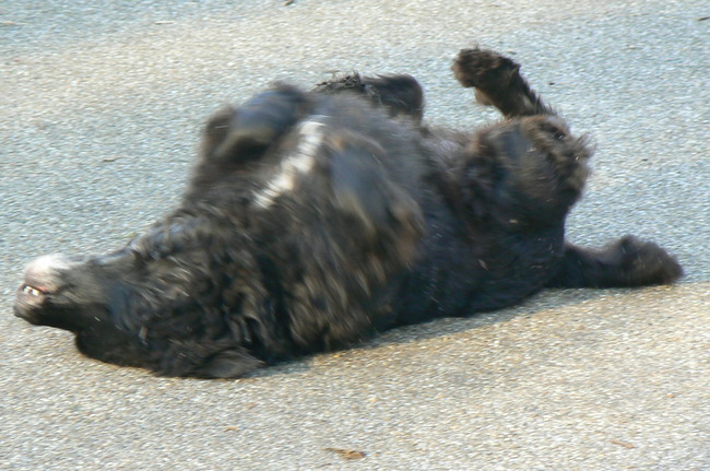 Mungo was in een vorig leven krokodil, ze rolt heel veel!