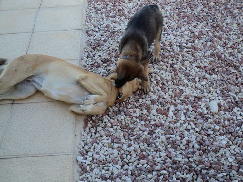 Hier al aan het oefenen, ondertussen is het geen oefenen meer...
