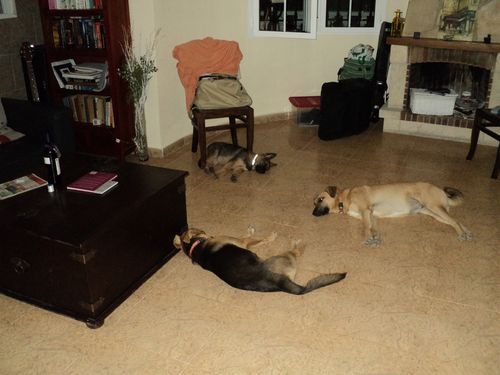 de 3 hier in harmonie rust en vrede