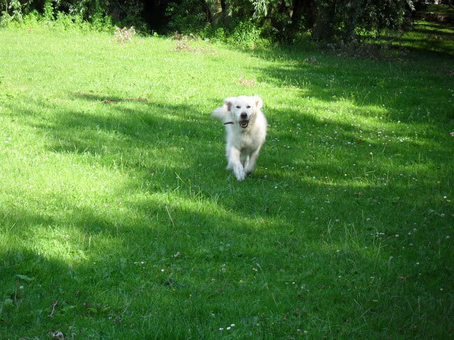 mijn lieve hondje Jessie hou van haar voor altijd (L)