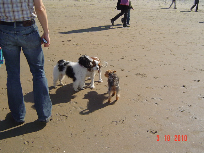 was wel heel gezellig met al die honde vriendjes op het strand.