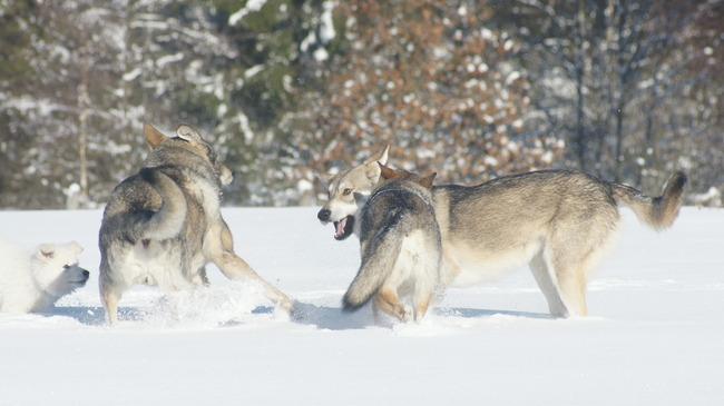 Coach Bono Leffe en Kyra