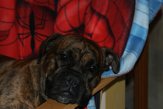 Wat een hondenleven...