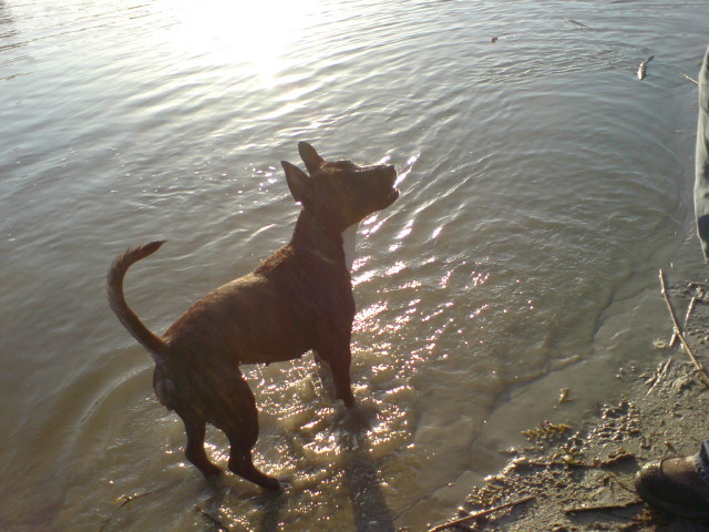 Chica lekker spelen in het water