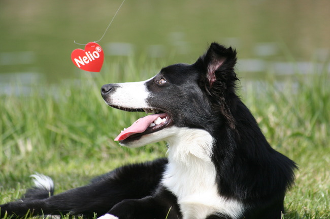 met deze foto won spyro een foto wedstrijd van het honden medicijn nelio